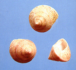 Trompo Insect Trompo rosado