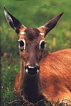 Venado de las Pampas